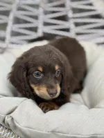 Tera, a female Miniature Dachshund for sale in Canton, TX – Photo 7 of 8