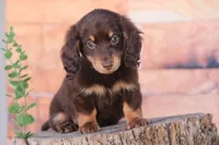 Tera, a female Miniature Dachshund for sale in Canton, TX – Photo 3 of 8