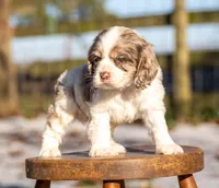 processed/fcaae4b8-05d5-4ffc-bf04-cdb7f98fd8d2/listing/0f414211-e971-468c-8598-1ff5dabc7948/0d6b1b0a-9c55-449c-a247-09fa5ca533fb