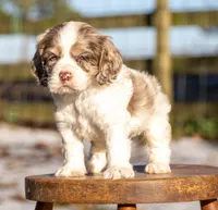 processed/fcaae4b8-05d5-4ffc-bf04-cdb7f98fd8d2/listing/0f414211-e971-468c-8598-1ff5dabc7948/4761033a-1e6e-4f01-97d9-5fe47a9bf891