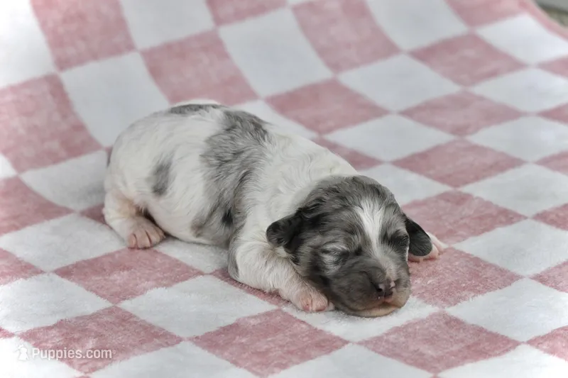 Scamper – Cockapoo puppy for sale in Canton, TX