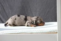 Lennox, a male Miniature Dachshund for sale in Canton, TX – Photo 9 of 9