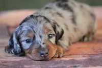 Lennox, a male Miniature Dachshund for sale in Canton, TX – Photo 4 of 9