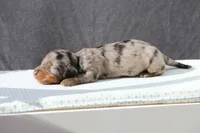 Lennox, a male Miniature Dachshund for sale in Canton, TX – Photo 8 of 9