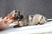 Lennox, a male Miniature Dachshund for sale in Canton, TX – Photo 7 of 9