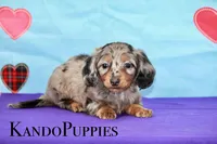 Lennox, a male Miniature Dachshund for sale in Canton, TX – Photo 2 of 9