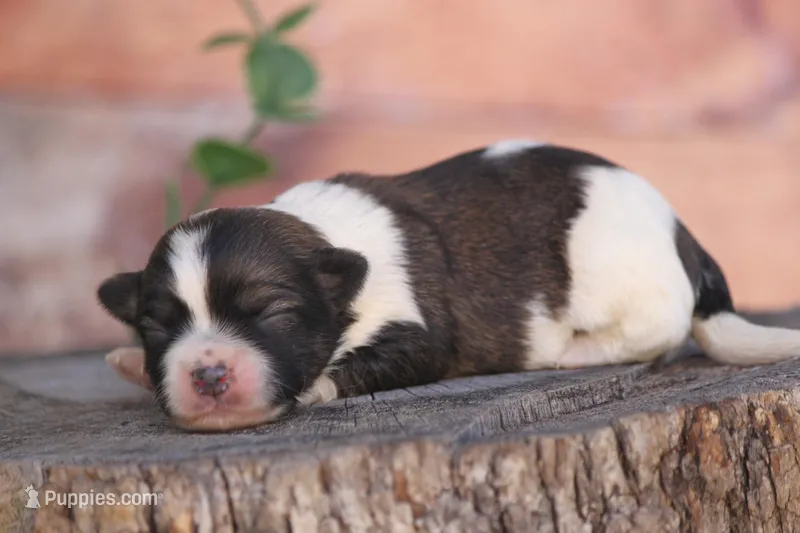 Sony  – Havanese puppy for sale in Canton, TX