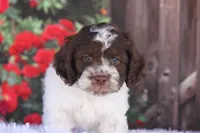 Hiku, a male Cockapoo and Poodle - Toy  for sale in Canton, TX – Photo 1 of 2
