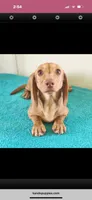Taloola, a female Miniature Dachshund for sale in Canton, TX – Photo 1 of 2