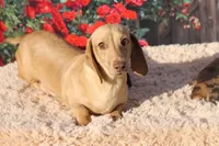 Taloola, a female Miniature Dachshund for sale in Canton, TX – Photo 2 of 2