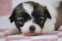 Sierra, a female Havanese for sale in Canton, TX – Photo 2 of 2