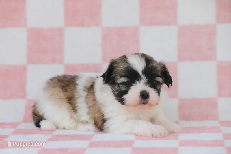 Sierra – Havanese puppy for sale in Canton, TX