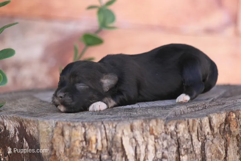 Skyler  – Havanese puppy for sale in Canton, TX