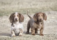 Cider, a male Miniature Dachshund for sale in Canton, TX – Photo 3 of 8