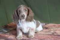 Cider, a male Miniature Dachshund for sale in Canton, TX – Photo 1 of 8