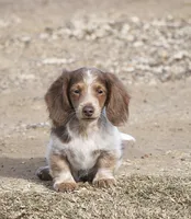 Cider, a male Miniature Dachshund for sale in Canton, TX – Photo 2 of 8