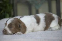 Cider, a male Miniature Dachshund for sale in Canton, TX – Photo 6 of 8