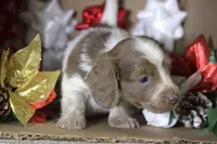Cider, a male Miniature Dachshund for sale in Canton, TX – Photo 5 of 8