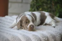 Cider, a male Miniature Dachshund for sale in Canton, TX – Photo 7 of 8