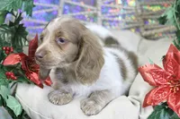 Cider, a male Miniature Dachshund for sale in Canton, TX – Photo 4 of 8