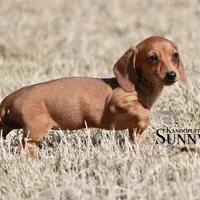 Sunny, a female Miniature Dachshund for sale in Canton, TX – Photo 4 of 8