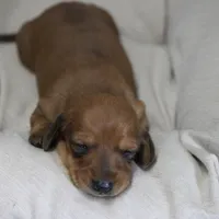 Sunny, a female Miniature Dachshund for sale in Canton, TX – Photo 8 of 8