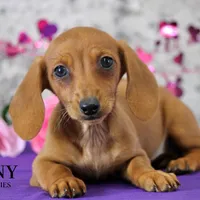 Sunny, a female Miniature Dachshund for sale in Canton, TX – Photo 3 of 8