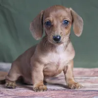 Sunny, a female Miniature Dachshund for sale in Canton, TX – Photo 7 of 8