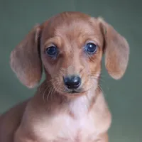 Sunny, a female Miniature Dachshund for sale in Canton, TX – Photo 5 of 8