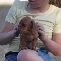 Sunny, a female Miniature Dachshund for sale in Canton, TX – Photo 1 of 8
