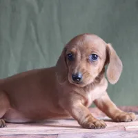 Sunny, a female Miniature Dachshund for sale in Canton, TX – Photo 6 of 8