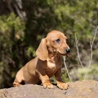 Sunny, a female Miniature Dachshund for sale in Canton, TX – Photo 2 of 8