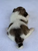 Sumo, a male Havanese for sale in Canton, TX – Photo 4 of 4