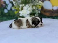 Sumo, a male Havanese for sale in Canton, TX – Photo 2 of 4