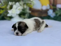 Sumo, a male Havanese for sale in Canton, TX – Photo 3 of 4