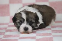 Sumo, a male Havanese for sale in Canton, TX – Photo 1 of 4