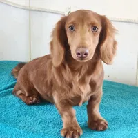 Hey Dude, a male Miniature Dachshund for sale in Canton, TX – Photo 3 of 3