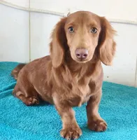 Hey Dude, a male Miniature Dachshund for sale in Canton, TX – Photo 3 of 3