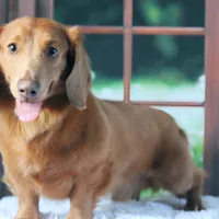 Hey Dude, a male Miniature Dachshund for sale in Canton, TX – Photo 2 of 3