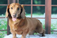 Hey Dude, a male Miniature Dachshund for sale in Canton, TX – Photo 2 of 3