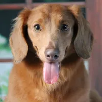 Hey Dude, a male Miniature Dachshund for sale in Canton, TX – Photo 1 of 3