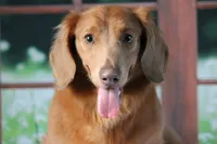 Hey Dude, a male Miniature Dachshund for sale in Canton, TX – Photo 1 of 3