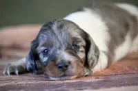 processed/fcaae4b8-05d5-4ffc-bf04-cdb7f98fd8d2/listing/578d791d-d944-4196-8f99-f95cb4b90781/09c75e70-8d68-4daa-942c-0dbd66756655