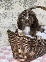 Truffles, a female Cocker Spaniel for sale in Canton, TX – Photo 4 of 6