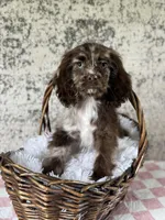 Truffles, a female Cocker Spaniel for sale in Canton, TX – Photo 5 of 6