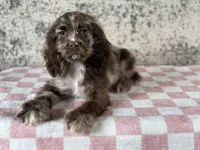 Truffles, a female Cocker Spaniel for sale in Canton, TX – Photo 2 of 6