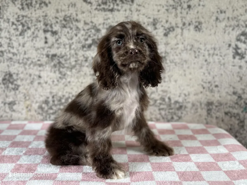 Truffles – Cocker Spaniel puppy for sale in Canton, TX