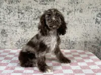 Truffles, a female Cocker Spaniel for sale in Canton, TX – Photo 1 of 6