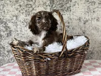 Truffles, a female Cocker Spaniel for sale in Canton, TX – Photo 6 of 6