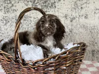 Truffles, a female Cocker Spaniel for sale in Canton, TX – Photo 3 of 6